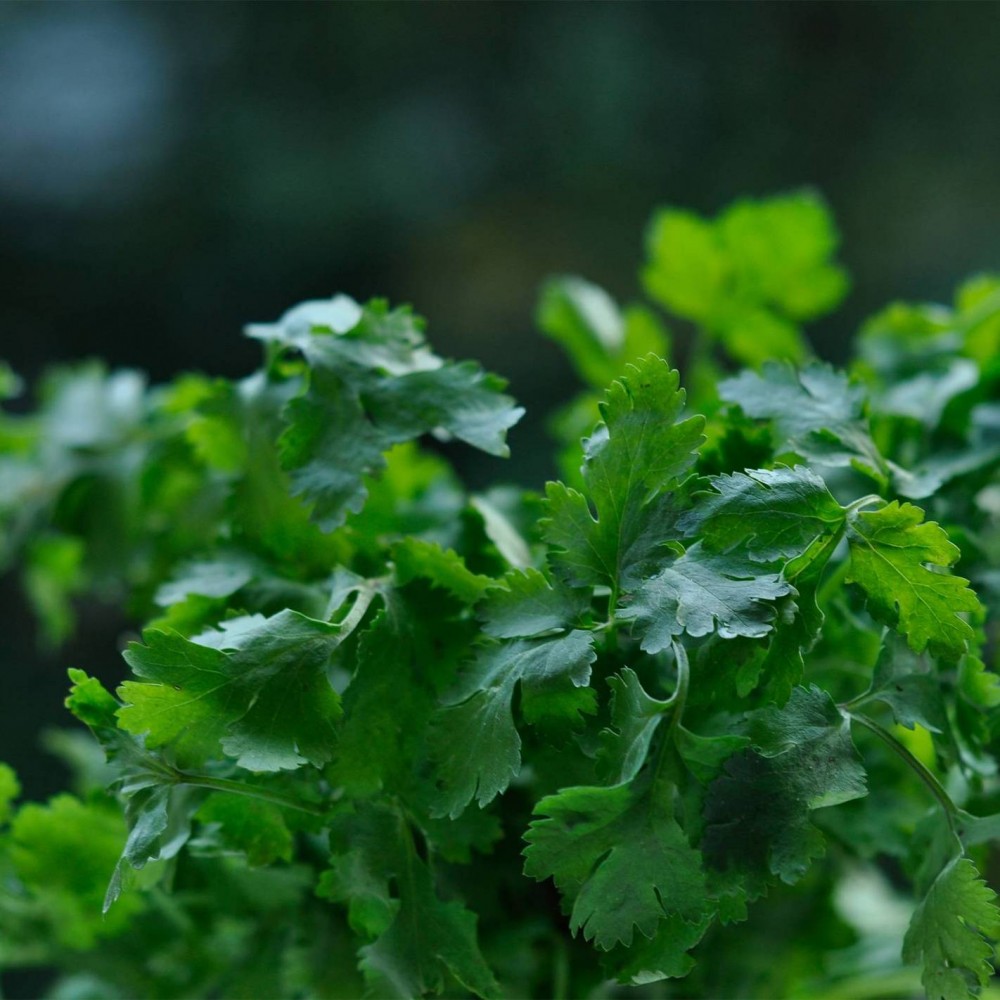 Bio Sementes Coentros