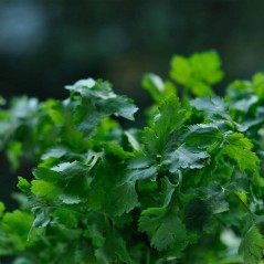 Bio Sementes Coentros