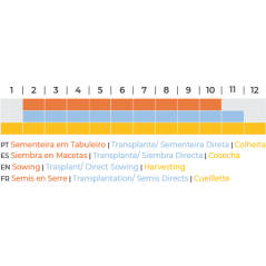 Bio Sementes Coentros